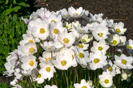 Many inflorescences of white summer anemones in a summer parkの写真素材