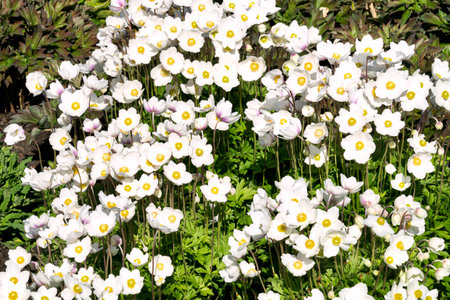 Many inflorescences of white summer anemones in a summer parkの写真素材