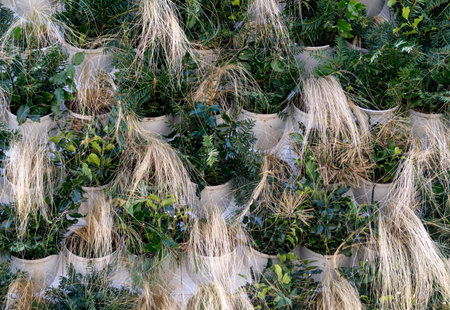 Decorative decoration of a vertical wall with potted plantsの写真素材