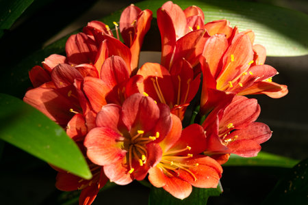 Beautiful blooming orange tropical Clivia flowers close up
