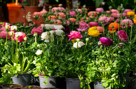 Multi-colored ranunculus flowers bloom in a flower pot in a greenhouse.の写真素材