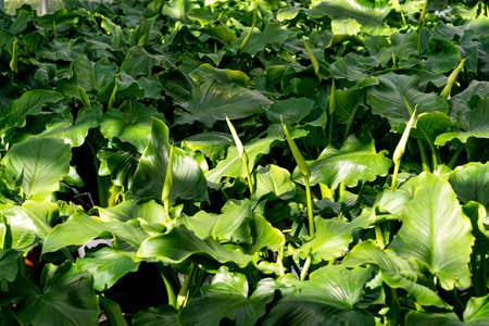 Calla lily flower in a large greenhouse, ornamental plants for sale.の写真素材