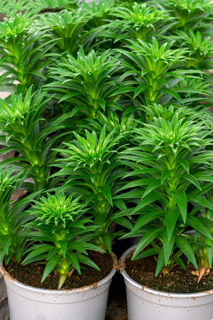 lily flower seedlings in flower pots in a greenhouse.の写真素材