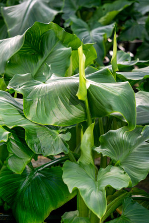 Calla lily flower in a large greenhouse, ornamental plants.の写真素材