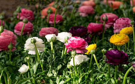 Multi-colored ranunculus flowers bloom in a flower pot.の写真素材