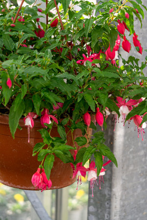 Pink fuchsia flowers in a flowerpot in a greenhouse.の写真素材