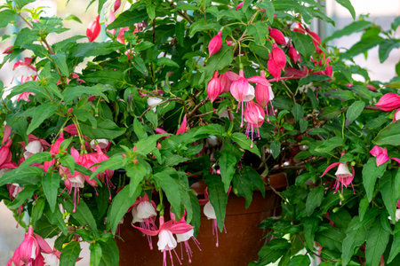 Pink fuchsia flowers in a flowerpot in a greenhouse, sale of ornamental plants for sale.の写真素材