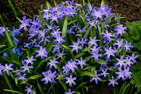 The first spring flowers of Chionodox with blue flowers