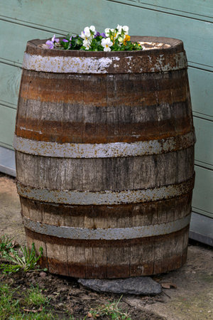 A wooden barrel used as a flower bed.の写真素材