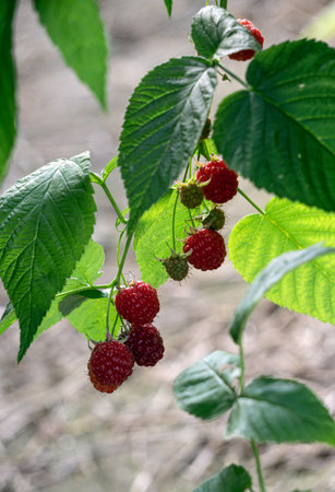 A branch of raspberries with red berries.