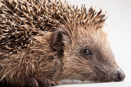 Closeup of european hedgehog isolated on white backgroundの写真素材