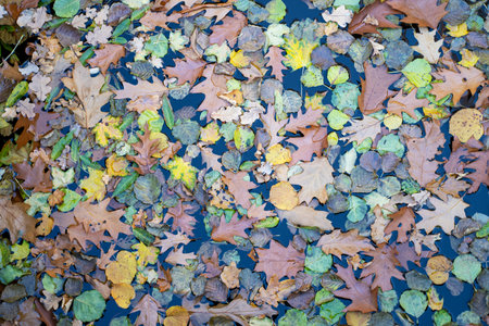 Fall season in close up. Autumn leaves in detail