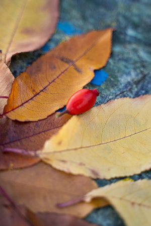 Autumn leaves arranged in a composition on a stone.の写真素材
