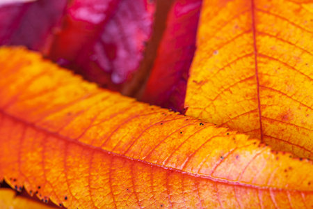 Close-up of wet autumn leaves. Red, yellow and orange colors in this seasonal composition