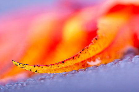 Close-up of water droplets on autumn leaves. A lot of small raindrops. Autumn leaves in shades of red and orange. Vivid colors.の写真素材