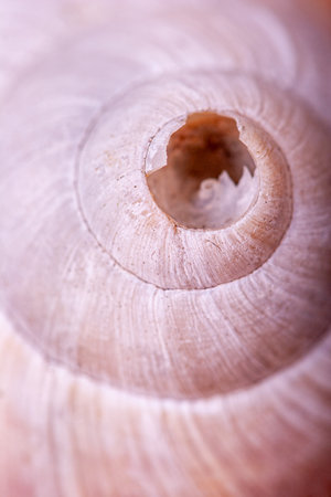 White and damaged spiral seashell in close up.の写真素材