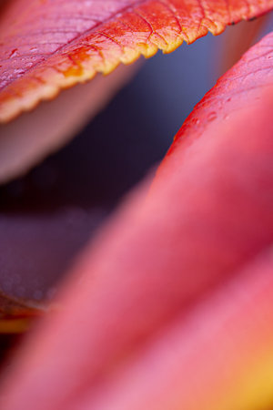 Close-up of wet autumn leaves. Red, yellow and orange colors in this seasonal composition