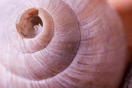 White and damaged spiral seashell in close up.の写真素材