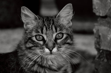 Nice cat portrait in black and whiteの写真素材