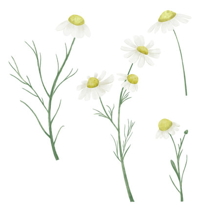 Set or hand drawn watercolor illustration of camomiles. Cute aquarelle flowers.の写真素材