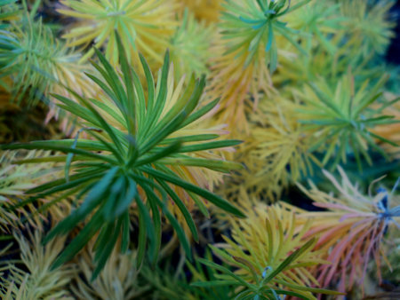 background vegetableの写真素材