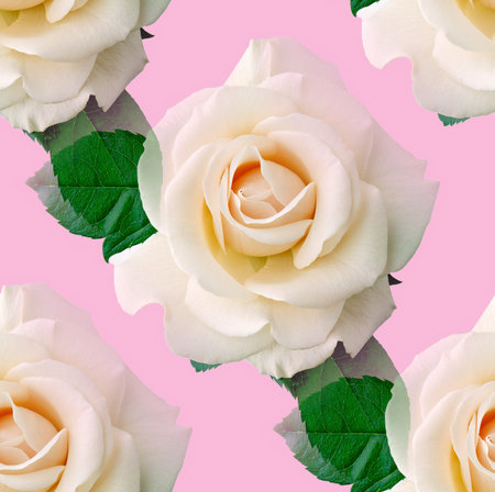 background seamless white rosesの写真素材