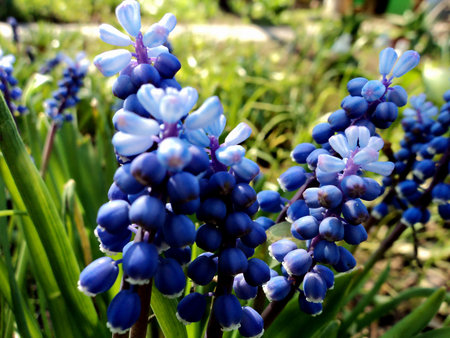 blue flowersの写真素材