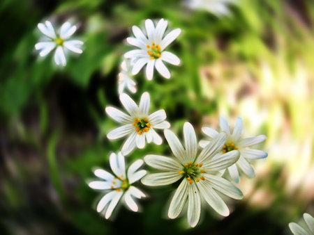 flowers white background on eelenom