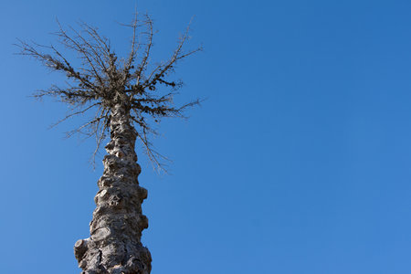 view of a lonely dry treeの写真素材
