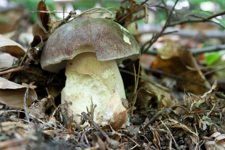 bitten pretty mushroom in forestの写真素材
