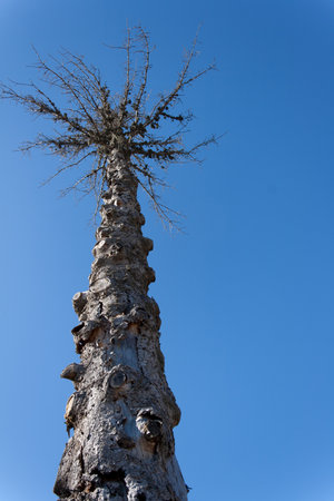 view of a lonely dry tree