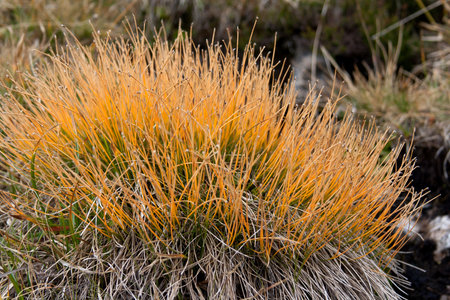 Closeup of mountain grass in autumnの写真素材