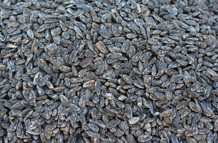 Sunflower seeds textured backgroundの写真素材
