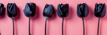 Beautiful black tulips on a pink background. Flat lay, top view.の素材