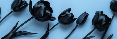 Black tulips on blue background. Flat lay, top view.の素材