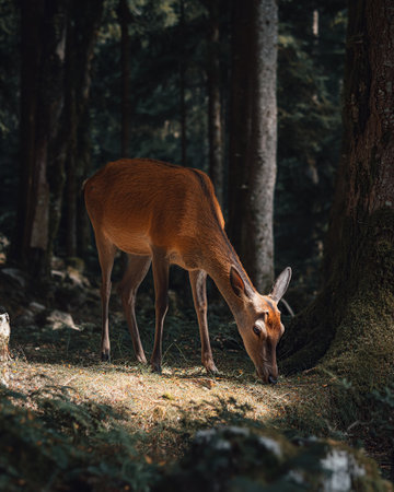 A beautiful sika deer grazes peacefully in a dense, dark forest, illuminated by dappled sunlight.の素材