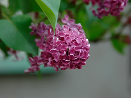 Lilacの写真素材