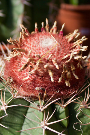 Cactus exhibition in a botanical garden