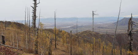 Many old trees on a high mountain in Altaiの写真素材