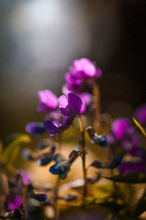 Purple flowersの写真素材