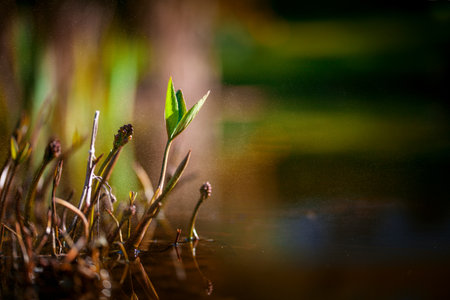 water plantの写真素材