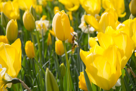 Holland tulip gardenの写真素材