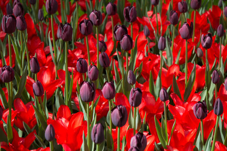 Holland tulip gardenの写真素材