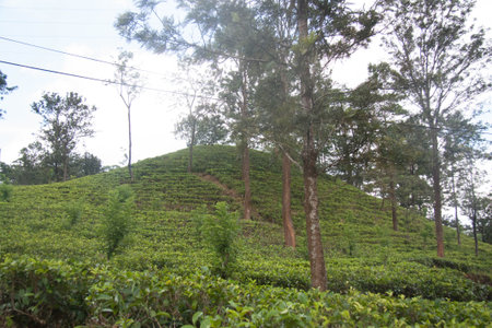 Valley tea Sri Lanka plants green trees mountains green trees Kandyplantsの写真素材