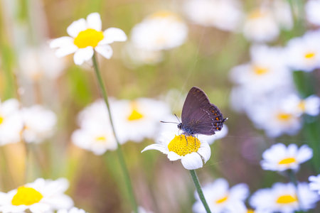 butterfly on flowerの写真素材