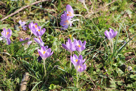 Crocus flowers in a gardenの写真素材