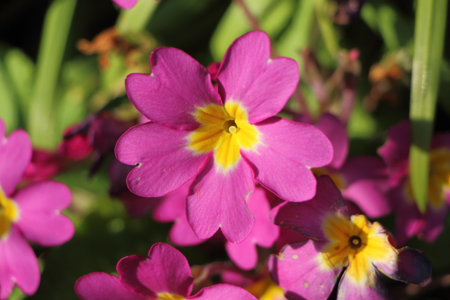 Pink primroses in a gardenの写真素材