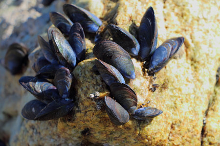 Wild mussels on rocksの写真素材