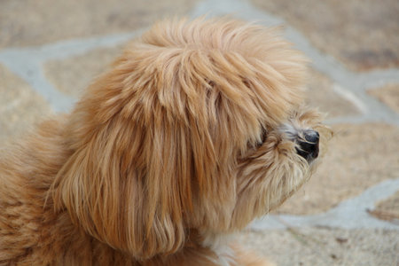 Lhasa Apso dog in a gardenの写真素材