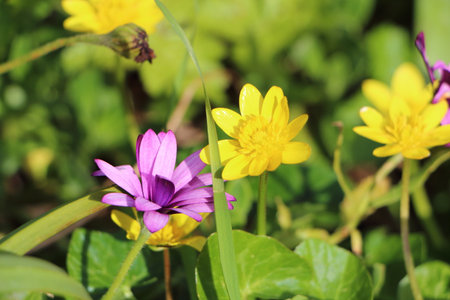 Pilewort and Osteospermum flowersの写真素材